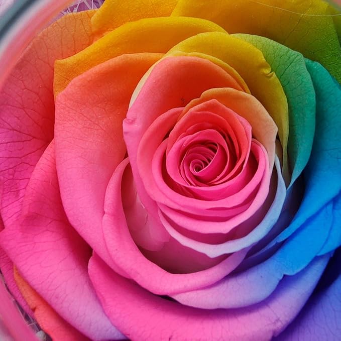 Preserved Real Roses with Colorful Mood Light Wishing Bottle,Eternal Rose，Never Withered Flowers,for Bedroom Party Table Decor, Christmas Anniversary,Valentine's,Mother's Day, (Multi)