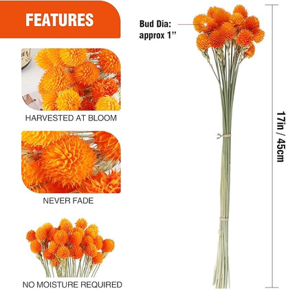 Dried Globe Amaranth Flower with Wheat Straw Natural - 40PCS Bouquet for Vase Home Decor Party DIY Arrangement (Orange)