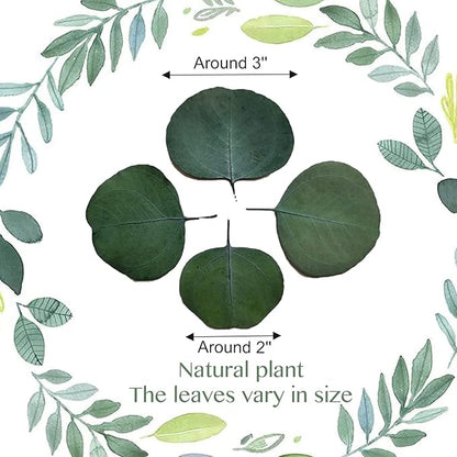 Eucalyptus Leaves, Rustic Boho Wedding Table Decor, 100% Natural Preserved Silver Dollar Eucalyptus Decor Green Leaves, Biodegradable Confetti for Weeding, DIY