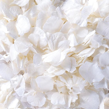 4500Pcs Ivory White Dried Hydrangea Flower Petals - 100% Natural Real Off-White Flower Petals for Wedding Confetti, Flower Girl Basket, Shower Party, DIY Crafts (3.17oz)