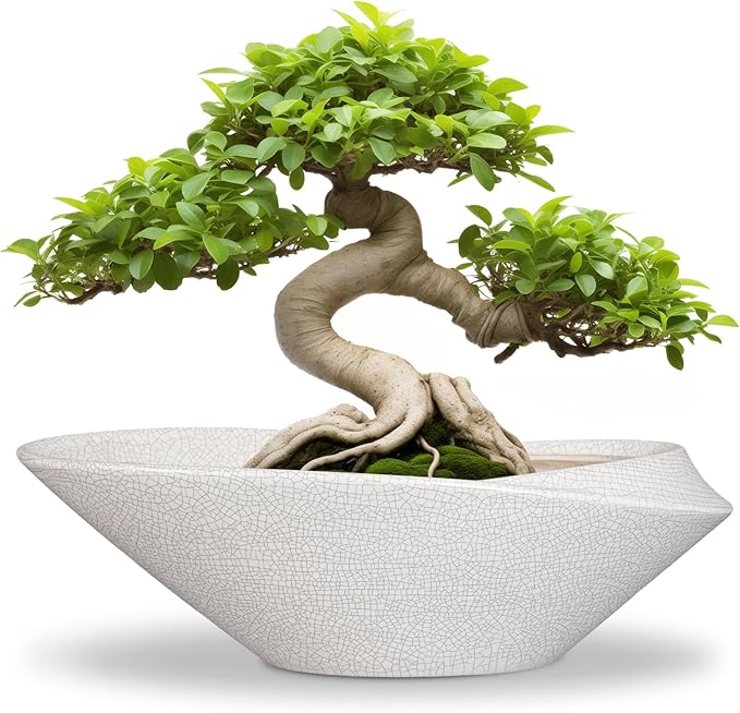 Bonsai Tree Pot - 12 Inch Ceramic Planter with Drainage Hole, Modern Succulent Pots for Indoor & Outdoor, Decorative Planter for Home Decor, Plant Lover Gifts, White-Black