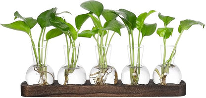YIBOT Plant Propagation Stations,Glass Propagation Vases for Plants Terrarium with Wooden Tray Plant Lover Gifts for Propagating Hydroponic Plants Home Office Decor(5 Vase)