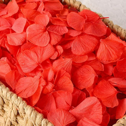 2500 PCS Red Hydrangea Petals 100% Natural Real Flower Petals for Wedding Aisle, Flower Girl Scattering Flowers, Will You Marry Me, Valentines, Romantic Night, Proposal, Anniversary, Special Night